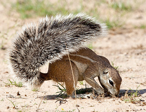 Ground squirrel